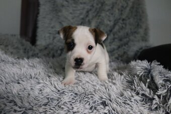 Jack Russell teriér - 9