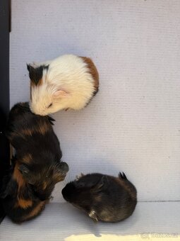 Morčata hladké 3x sameček - 9