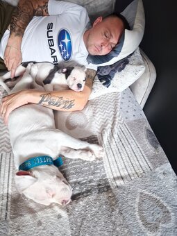 American Bully XL TOP rodokmen originál ABKC USA - 9