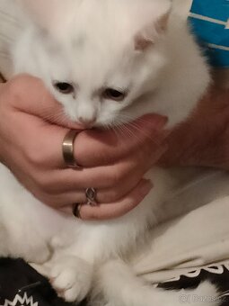 Prodej Britských kotatek - 9