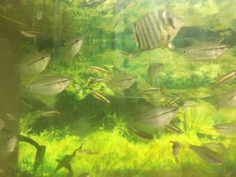 Prodám levně ryby a vodní rostliny - 9