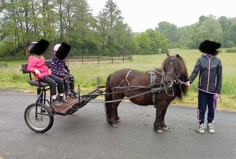 PONY SHETLAND - 9