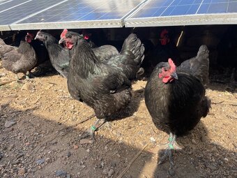 Kohouti Australka velká černá a modrá - 9