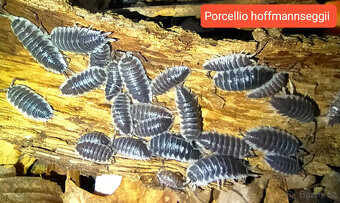 Isopody - nabídka - 9