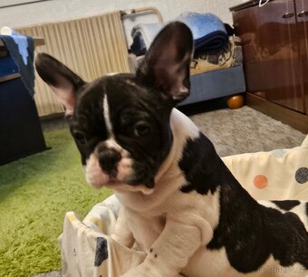 Francouzský buldoček - 9