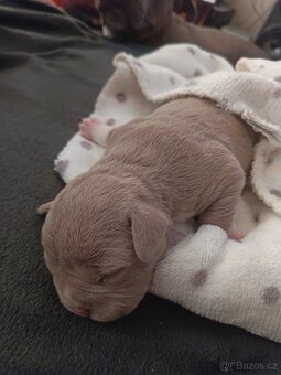 American Bully pocket - 9