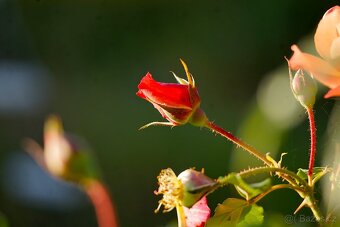 Carl Zeiss Sonnar 135mm F4 - M42 závit - 9