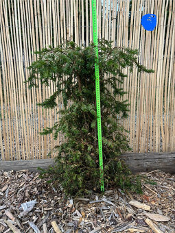 Tis červený - Taxus baccata - 9