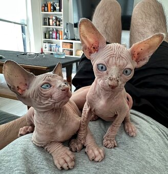 Koťata Kanadský Sphynx - 9
