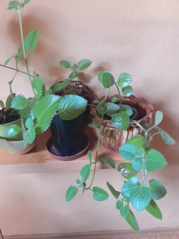 pokojové rostliny - 9