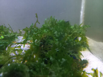 Akvarijní rostliny - 9