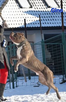 Top pes American bully XL s PP - 9