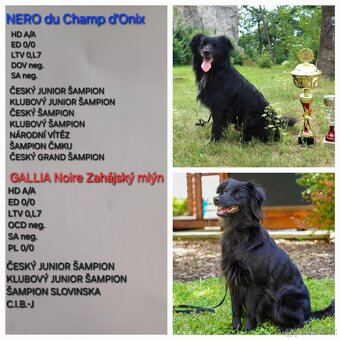 Pyrenejský ovčák FACE RASE s PP - 9