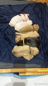 Štěňata francouzský buldoček - 9