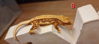 Pagekon řasnatý - 9