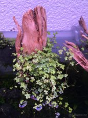 Čerstvé akvarijní rostliny – Výhodné ceny a odborné tipy - 9