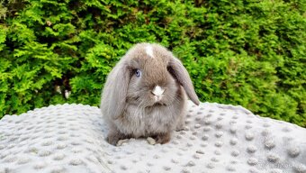 Zakrslý beránek, králíček, králík - ŇUFÍK - 9