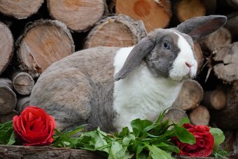 Krasna miminka rex beranků ( plyšová srst) - 9