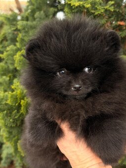 Pomeranian s p.p - 9