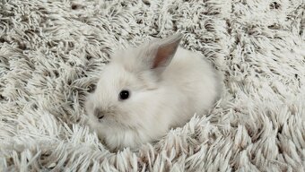 Zakrslý králík, králíček, králík - (lvíček)-VIKY - 9