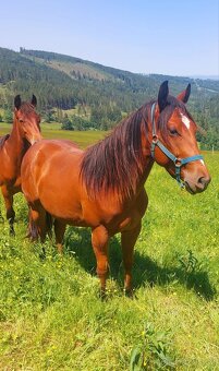 AQH valach - 9