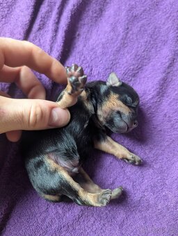 Čistokrevný mexický naháč mini štěňata - 9