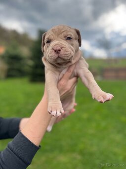 American Bully xl/xxl - 9