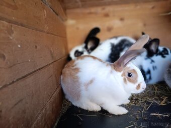 Králík - 9