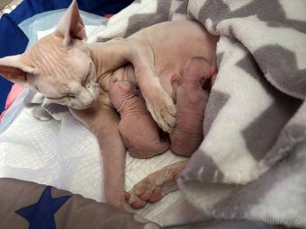 Koťata sphynx - 9