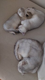 Skotské koťata bez PP - 9