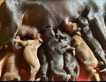 Doberman šteniatka s PP.. - 9