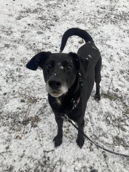 Bobík, kříženec hledá domov - 9