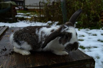 Zakrslý králík - 9