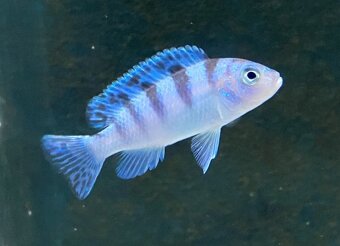 Tlamovci jezera Tanganika a Malawi. - 9