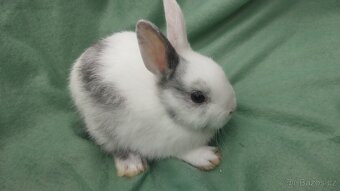 Zakrslý lvíček, králíček teddy - 9