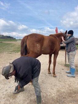 Lusitano klisna PSL 2 letá - 9