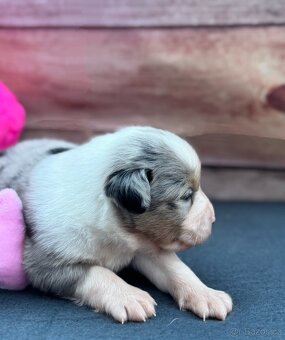 Miniaturní Americký ovčák s PP, blue merle pes - 9