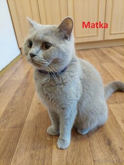 Britská koťátka bez PP - 9