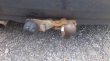 Volksvagen Golf 3  1.6 a 1.4 - 9