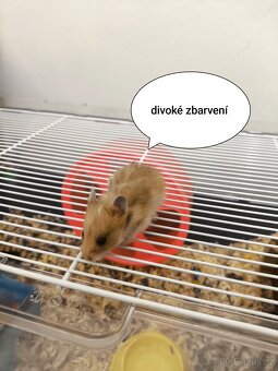 Křeček syrský zlatý - 9