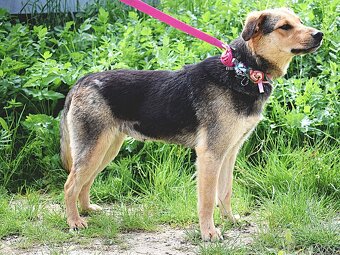ŠEJLA K ADOPCI - 1 ROK, VDĚČNÁ, ODDANÁ,LASKAVÁ - 9