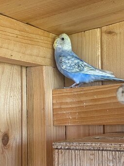 Prodám mladé andulky - 9