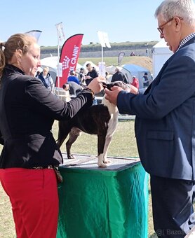 Boston, bostonský terier krytie. - 9