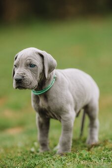 Nemecká doga s PP MODRÁ - 9