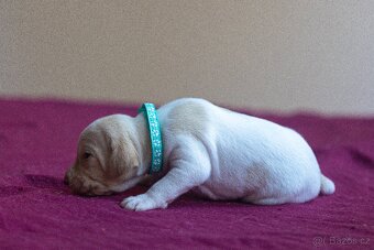 Saintgermánský ohař - štěňátka k zamluvení - 9