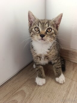 Koťátka k odběru - 9