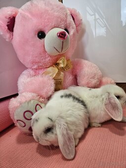 Zakrslý králík - 9