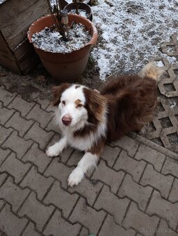 Australský ovčák k adopci - 9