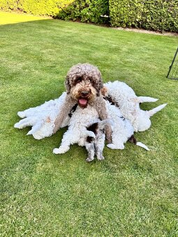 Lagotto Romagnolo s PP - Italský vodní pes - 9