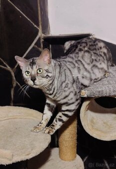 Bengálské koťátko s PP - 9